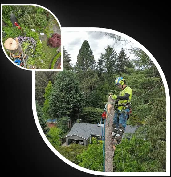 Monkeyman’s climbing arborist working high in a Portland conifer