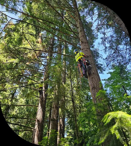 Monkeyman’s arborist climbing a Douglas fir in a Portland forest