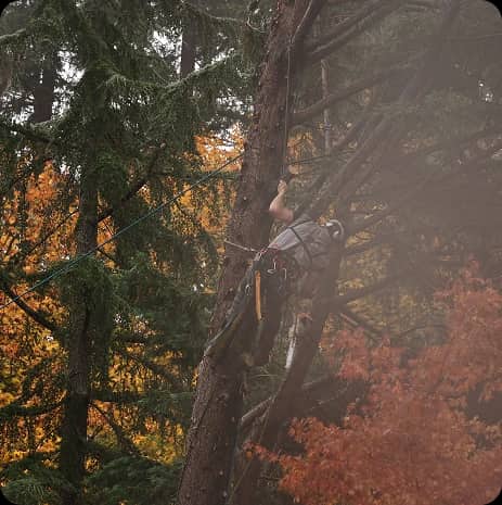 Certified Arborist Services