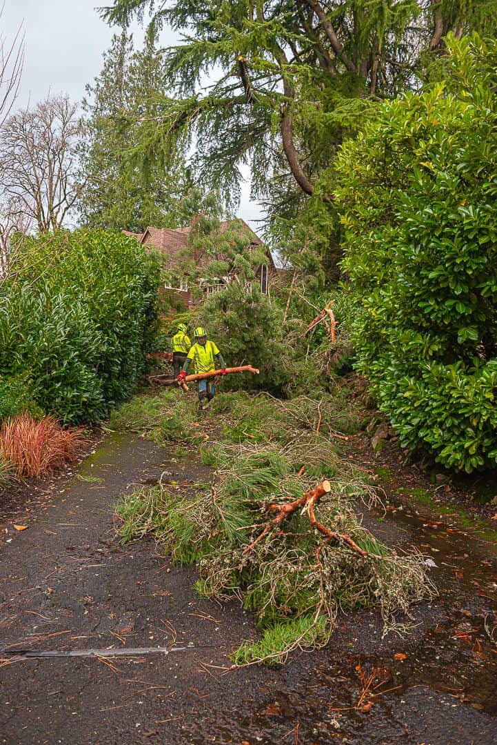 Emergency Tree Service
