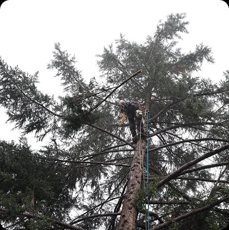 Tree Trimming / Pruning