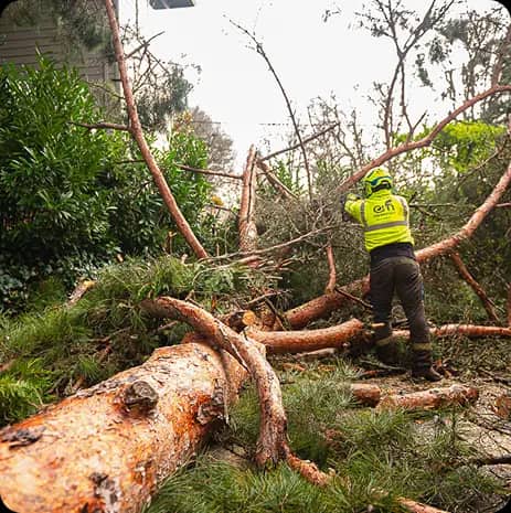 Tree Removal